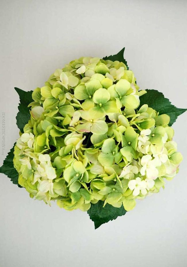 Bright Green Dollar Store Blooms