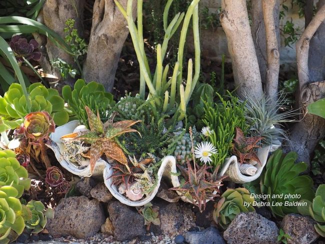 Seashell Succulent Garden