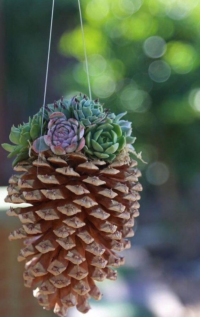 Green Succulents In Natural Pinecones