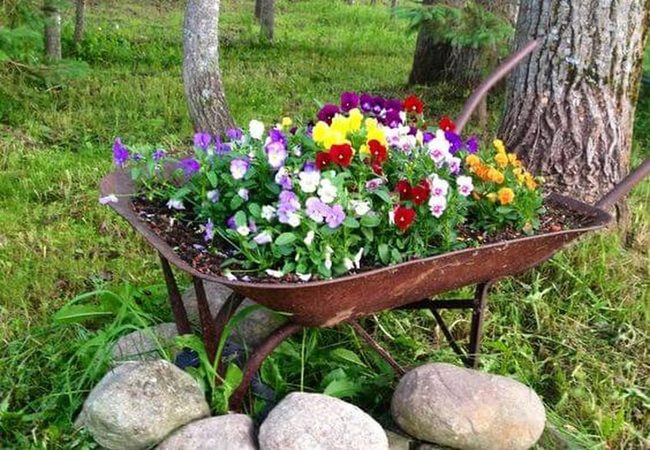 Vintage Wheelbarrow Pansy Overflow