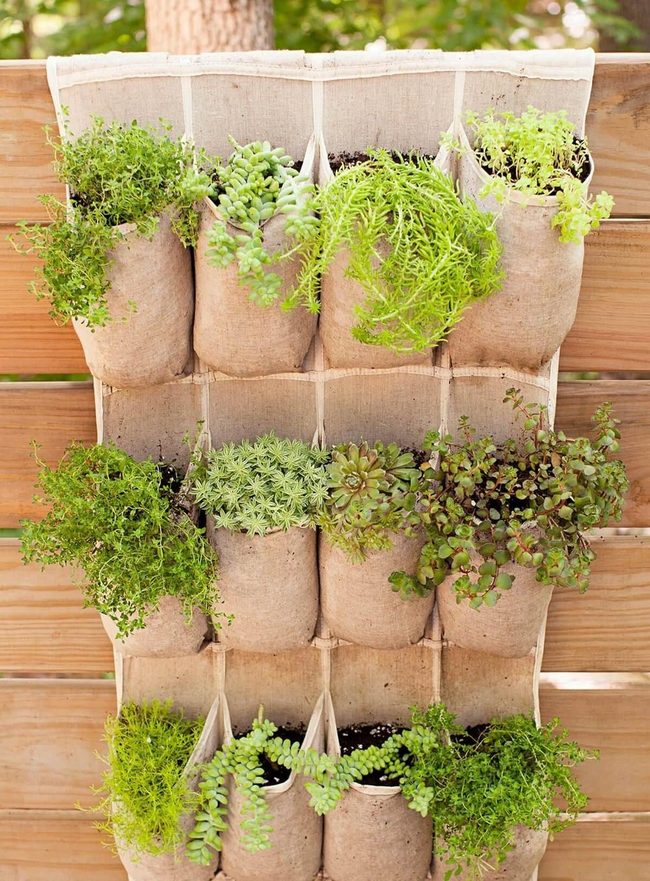 Colorful Shoe Organizer Herb Wall