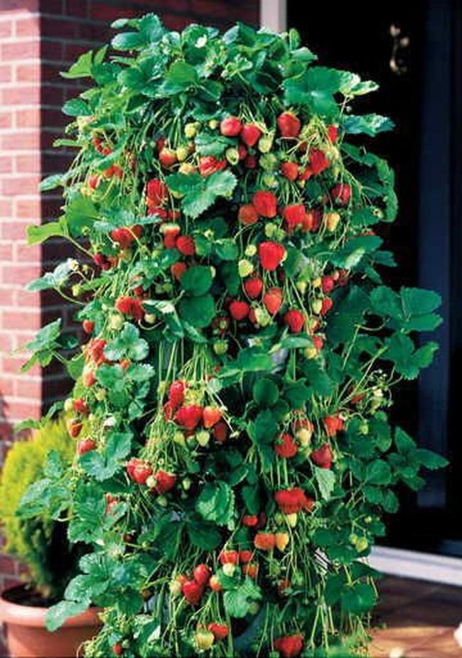 Vertical Strawberry Pocket Tower