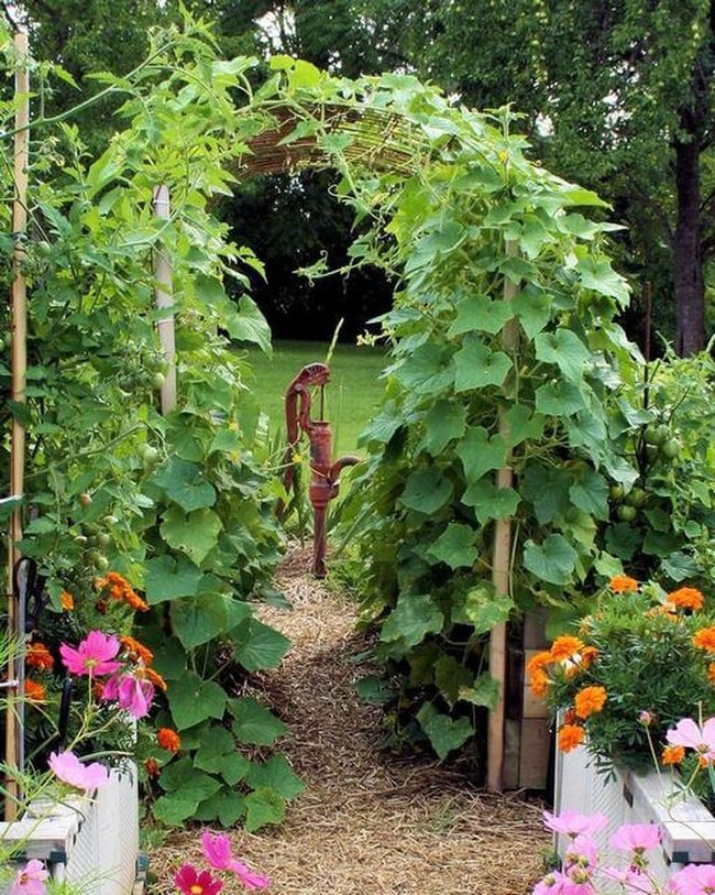 Cucumber Vines Over Bamboo Arch