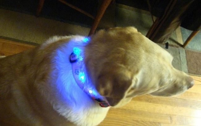 Neon Collar, Wooden Warmth