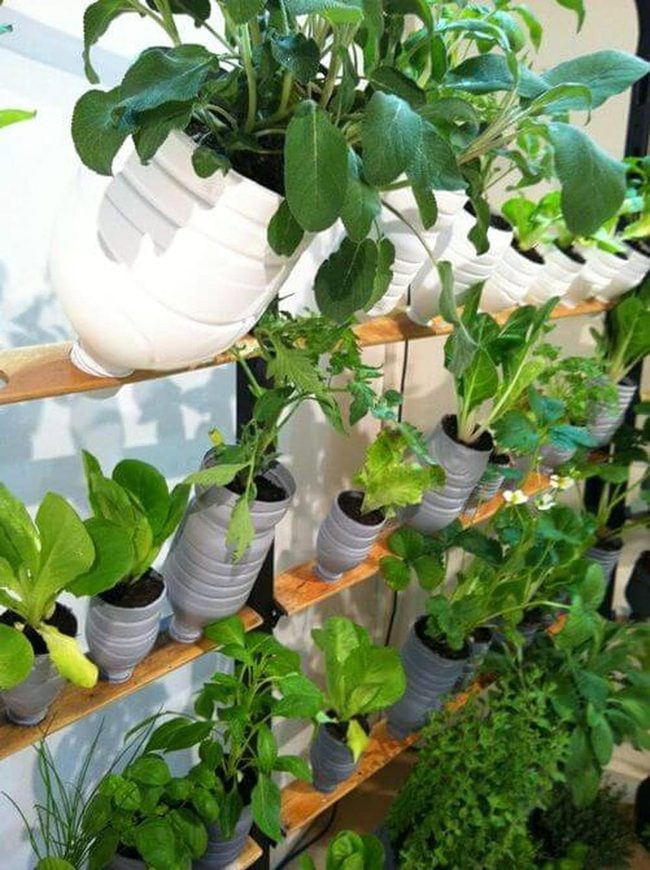 Vertical Green Walls Budget-Friendly