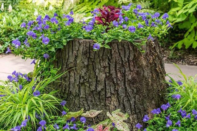 Purple Flowers Claim Forgotten Stump