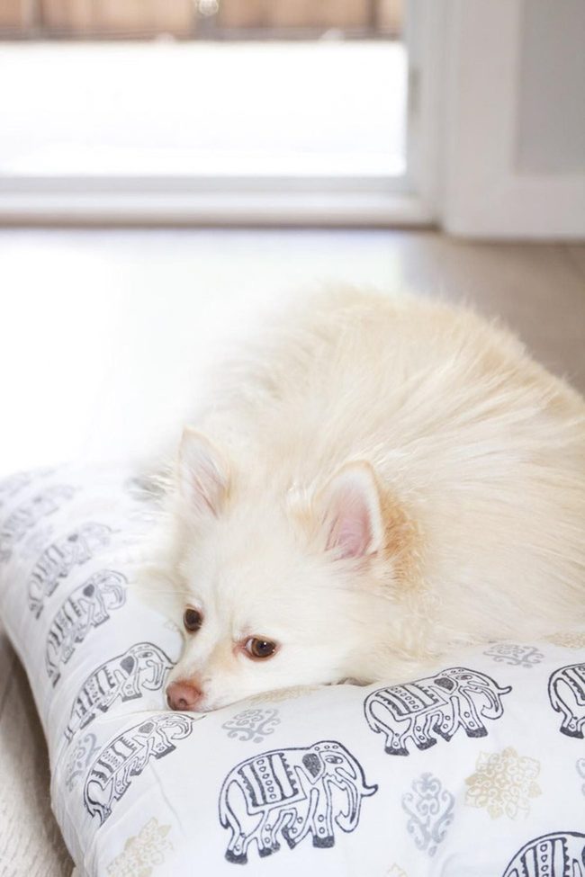 White Dog'S Elephant Pillow Corner