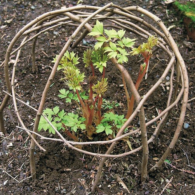 Interlocking Branch Garden Shields