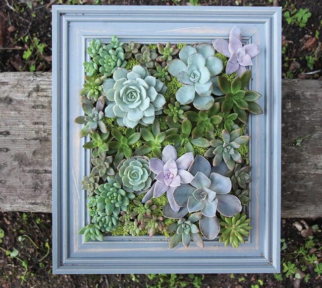 Living Frame Of Greens