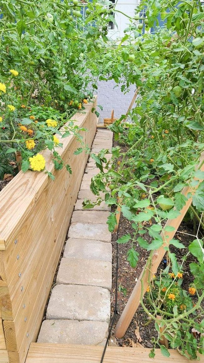 Yellow Flowers Among Lush Green Tomatoes