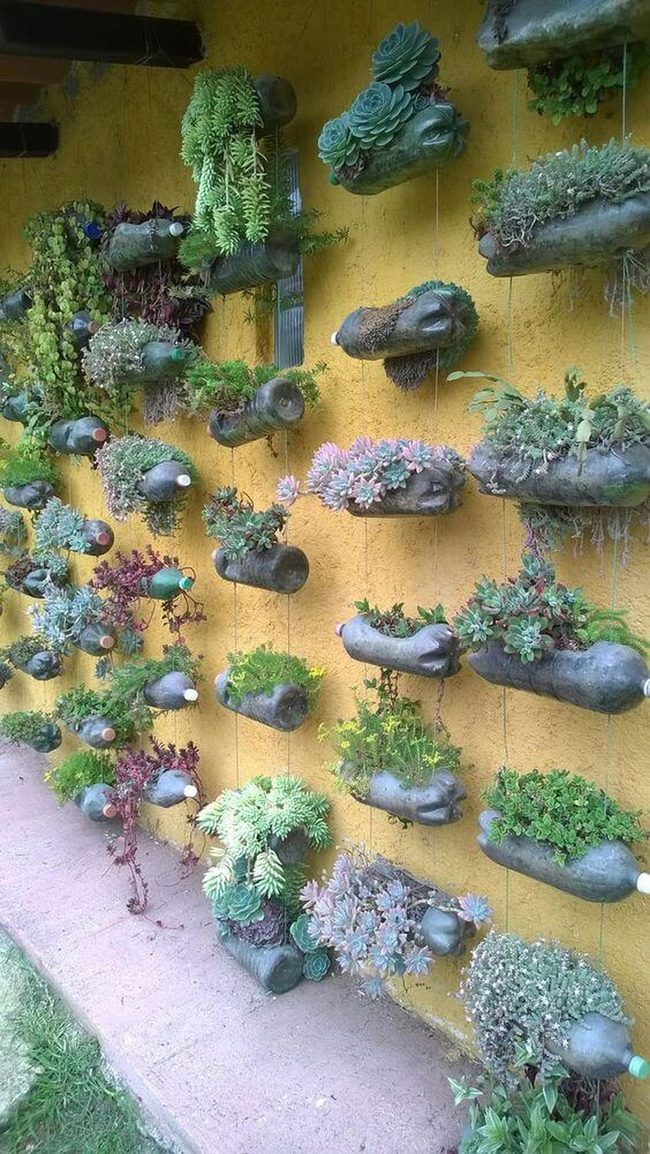 Green Succulents In Bottle Wall