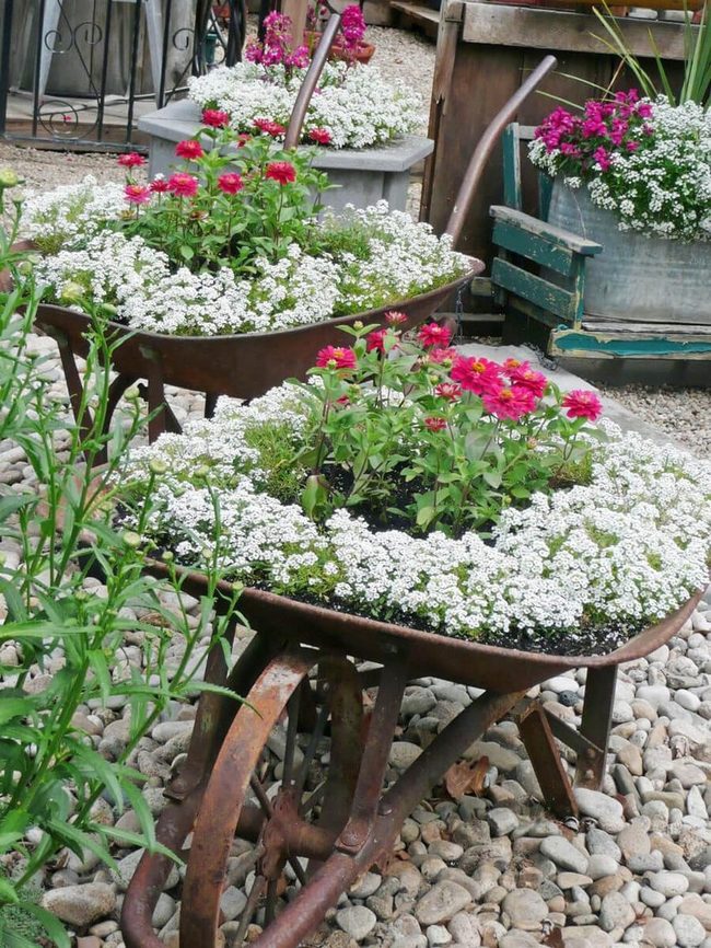 Weathered Wheelbarrows Two-Tone Blooms