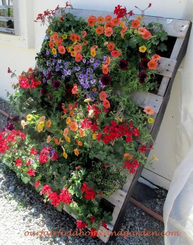 Wooden Pallet Petunia Wall