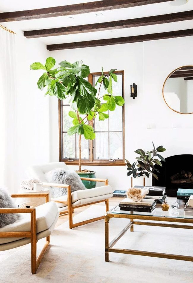 Budget Plants, Zero Regret