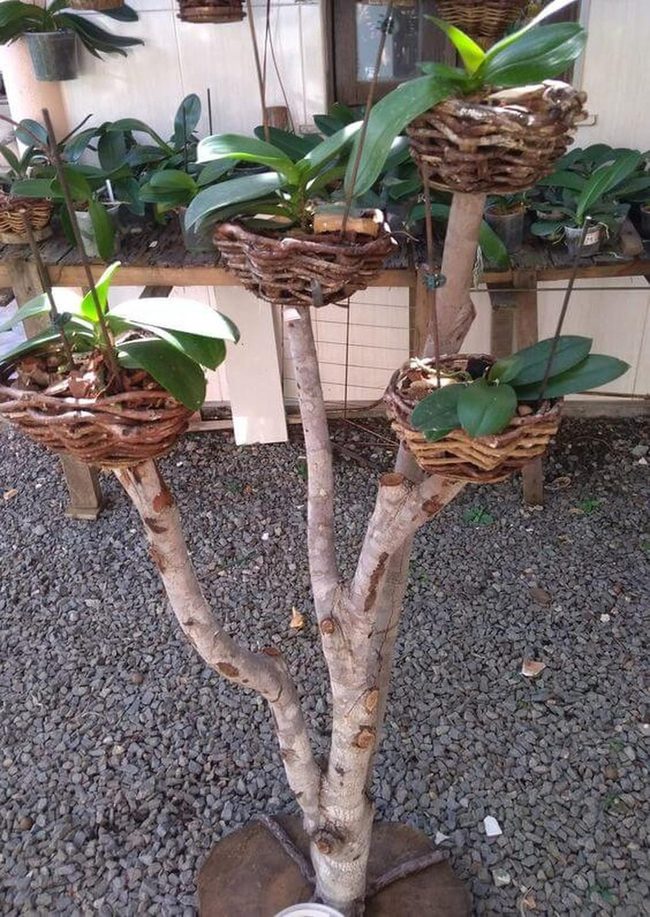 Natural Wood Plant Tower
