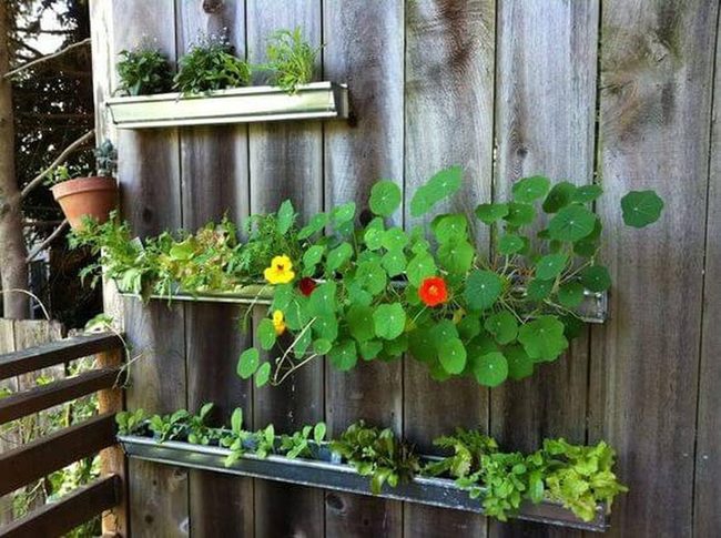 Fresh Herb Wall Garden