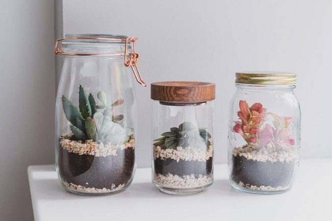 Tiny Succulents In Glass Jars