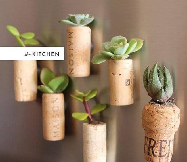 Cork Wall Succulents