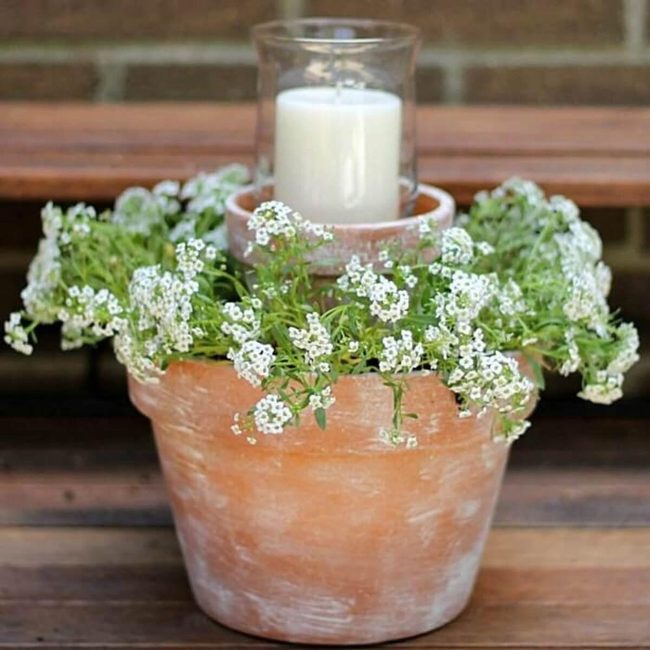 White Alyssum Terracotta Glow