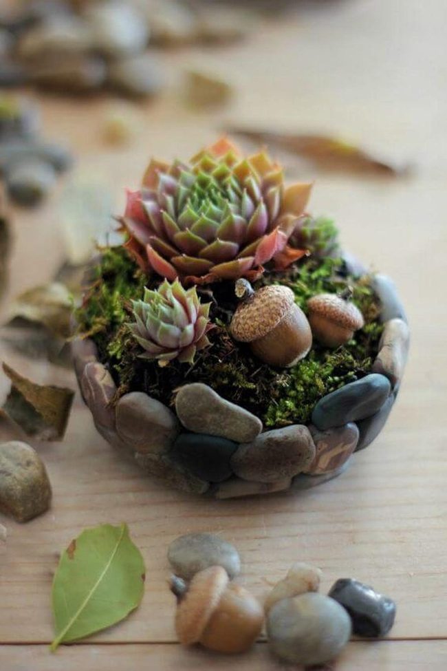 Colorful Succulents In Stone