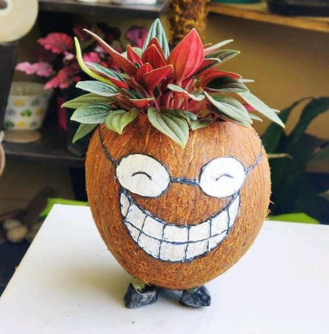 Grinning Coconut Shell Planters