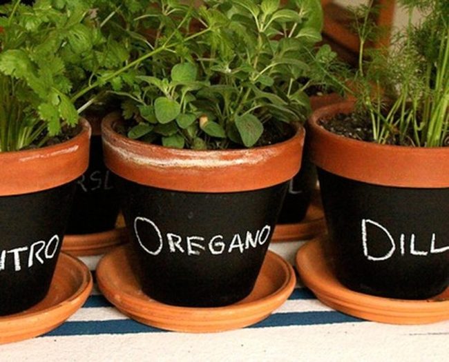 Green Herbs In Terracotta Pots