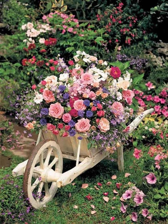 Vintage Wheelbarrow Blooming Bright