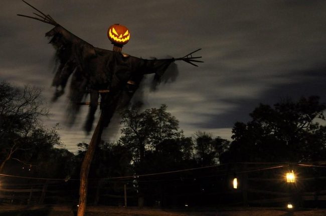 Giant Pumpkin Scarecrow Statement