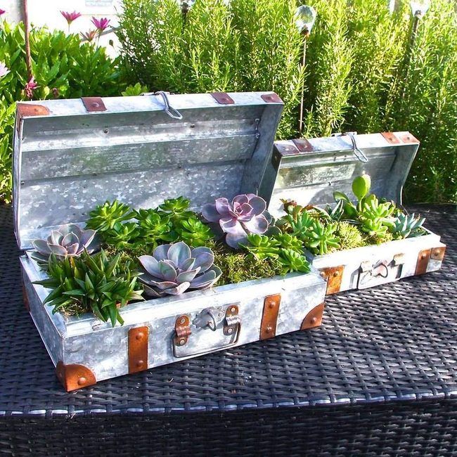 Vintage Suitcase Succulent Garden