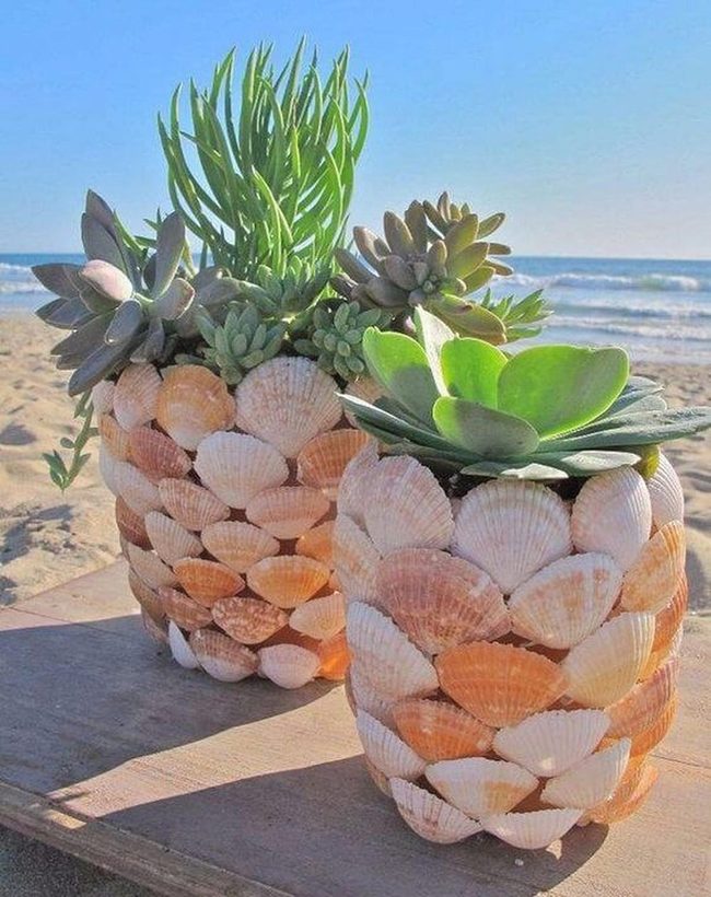 Seashell Succulent Planters