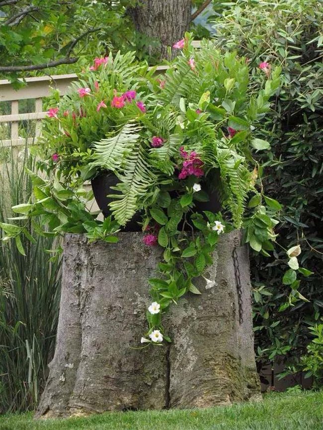 Wet Stump Fuchsia Garden