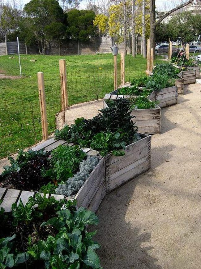 Zigzag Wood Beds Kitchen Garden