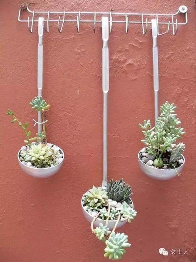 Metallic Ladles Holding Green Succulents