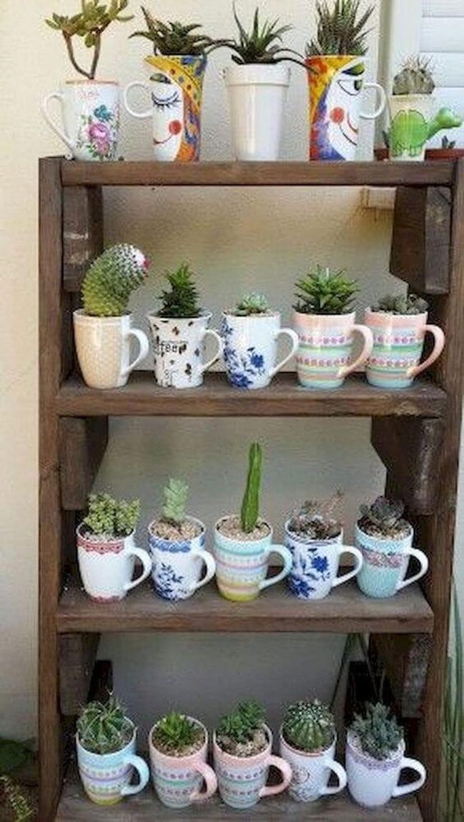 Colorful Mugs, Living Succulents