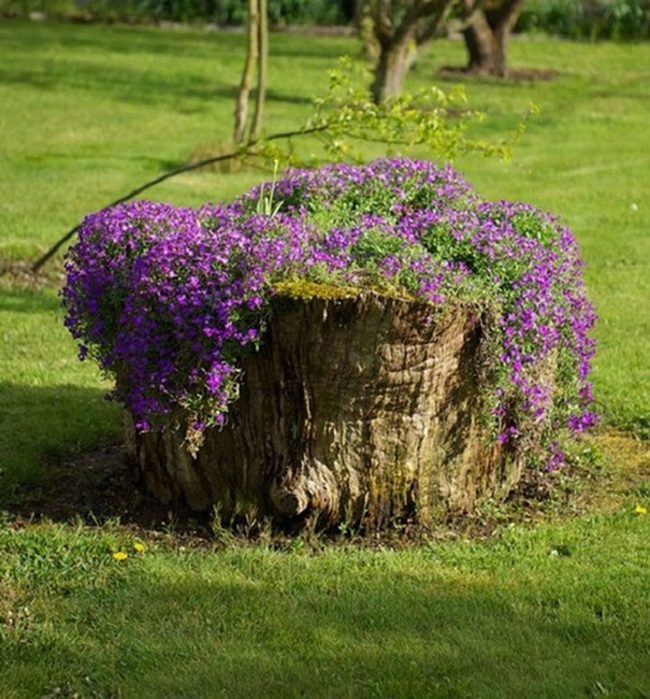 Purple Cascades On Weathered Wood
