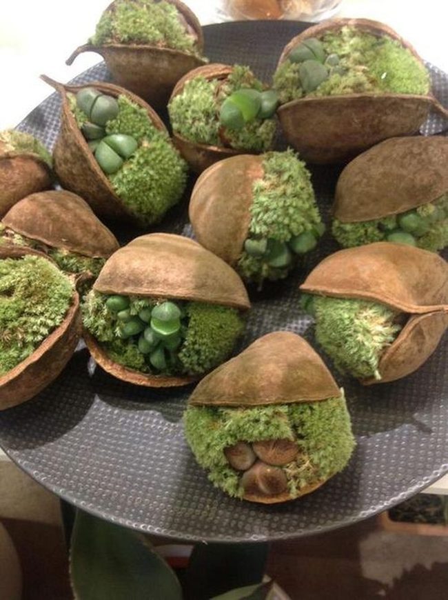 Green Succulents In Vintage Leather