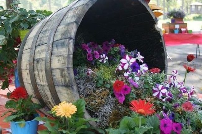 Cascading Petunias Over Dark Wood