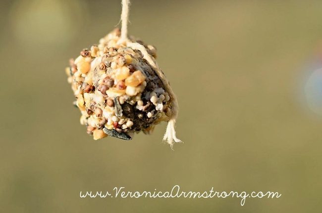 Shimmering Seed Balls For Birds