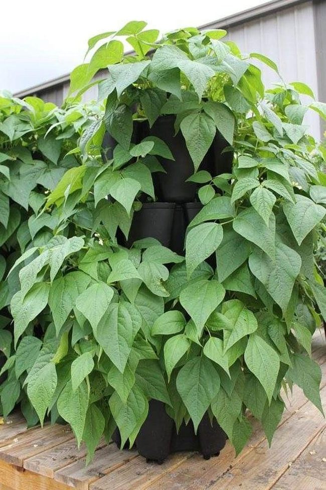 Cascading Green Wall Garden
