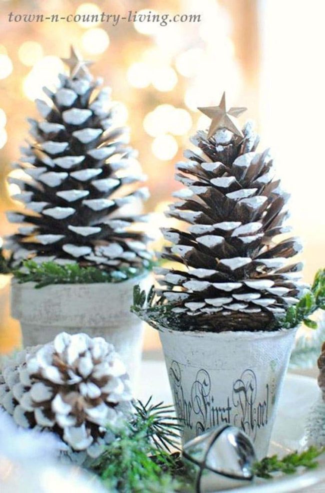 White-Tipped Pinecone Winter Trees