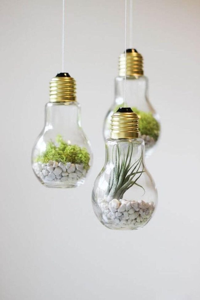 Golden Bulb Succulent Gardens