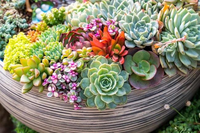 Colorful Pot Succulent Collection