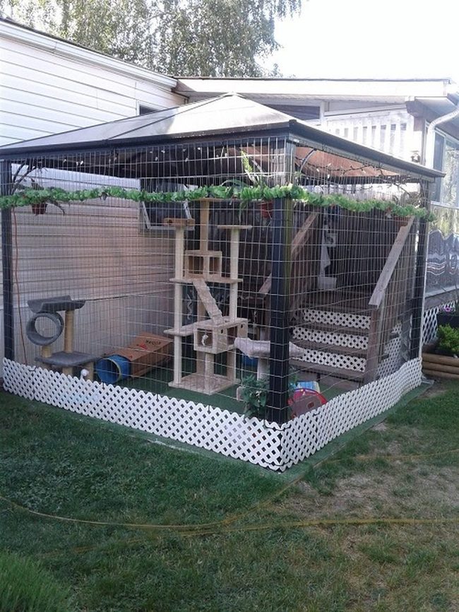 Screened Patio Cat Paradise