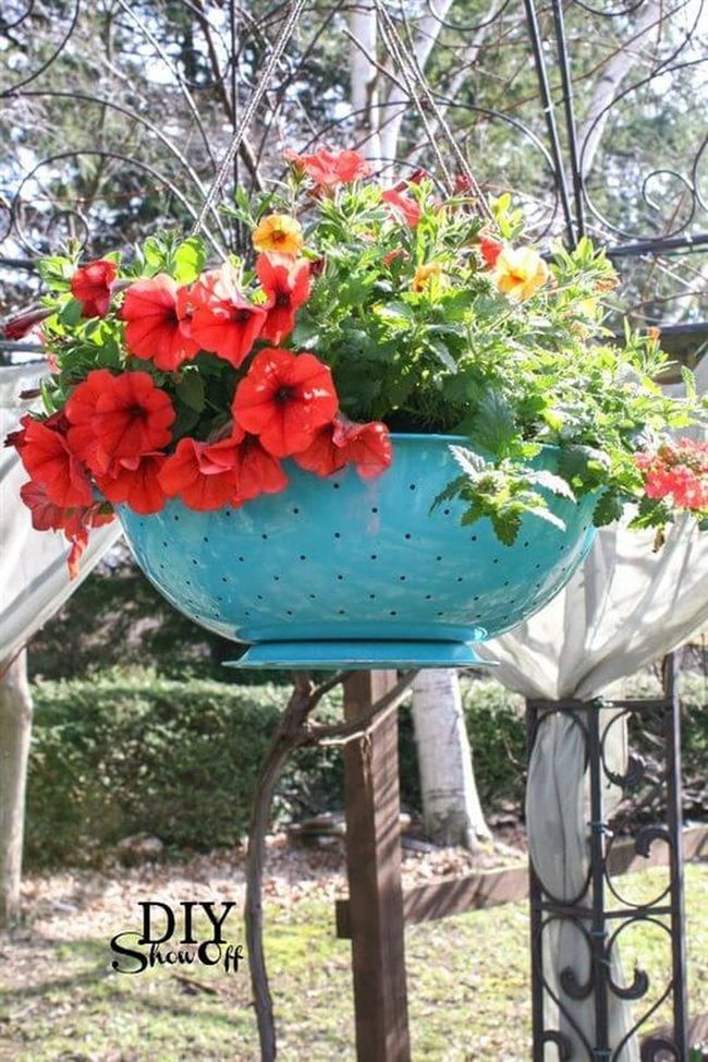 Turquoise Colander With Red Petunias