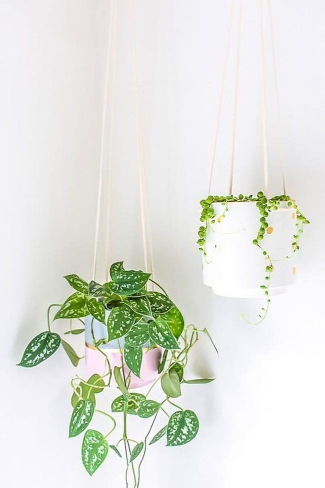 Golden Cascading Plant Display