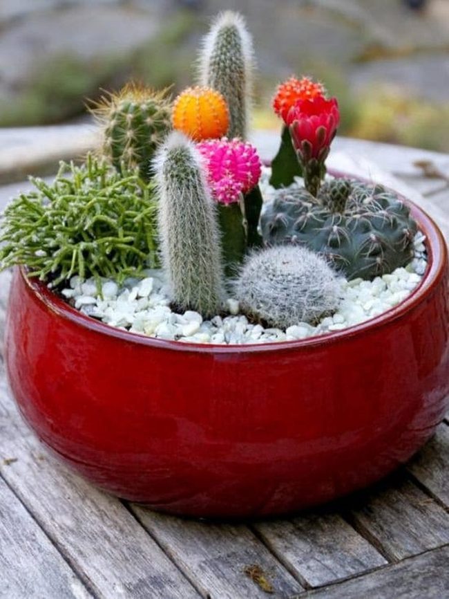 Multicolor Cactus Dish Garden