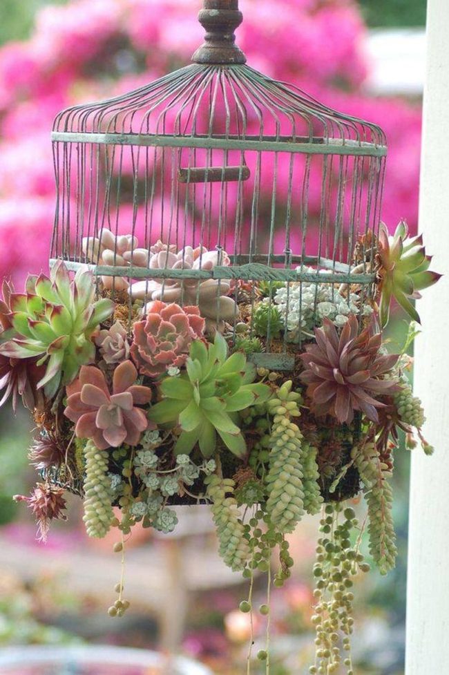 Caged Green Succulents