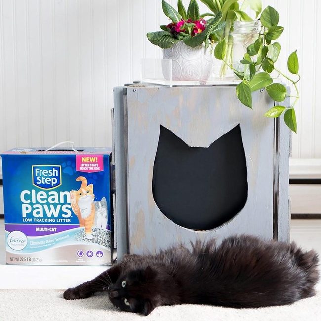 Black Cat Blue Litter Box
