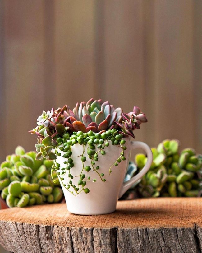 Vintage Teacups With Succulents