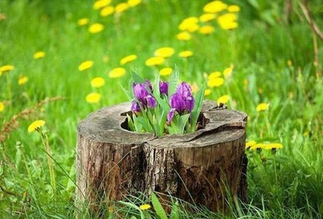 Violet Petals Spill Over Bark